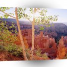 Nature Trees Autumn Mountain A1 XLarge Canvas