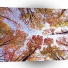 Nature Trees Autumn Red Sky A1 XLarge Canvas