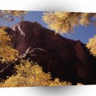 Nature Trees Autumn Rock A1 XLarge Canvas