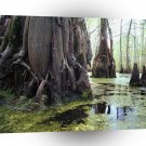 Nature Trees Autumn Swamp A1 XLarge Canvas