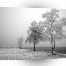 Nature Trees Frost Of Jack A1 XLarge Canvas