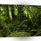 Nature Trees Greener Than Green A1 XLarge Canvas