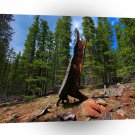 Nature Trees Hollow Caber A1 XLarge Canvas