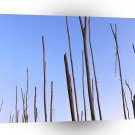 Nature Trees Lost Bark A1 XLarge Canvas