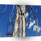 Nature Trees Sleepy Hollow A1 XLarge Canvas