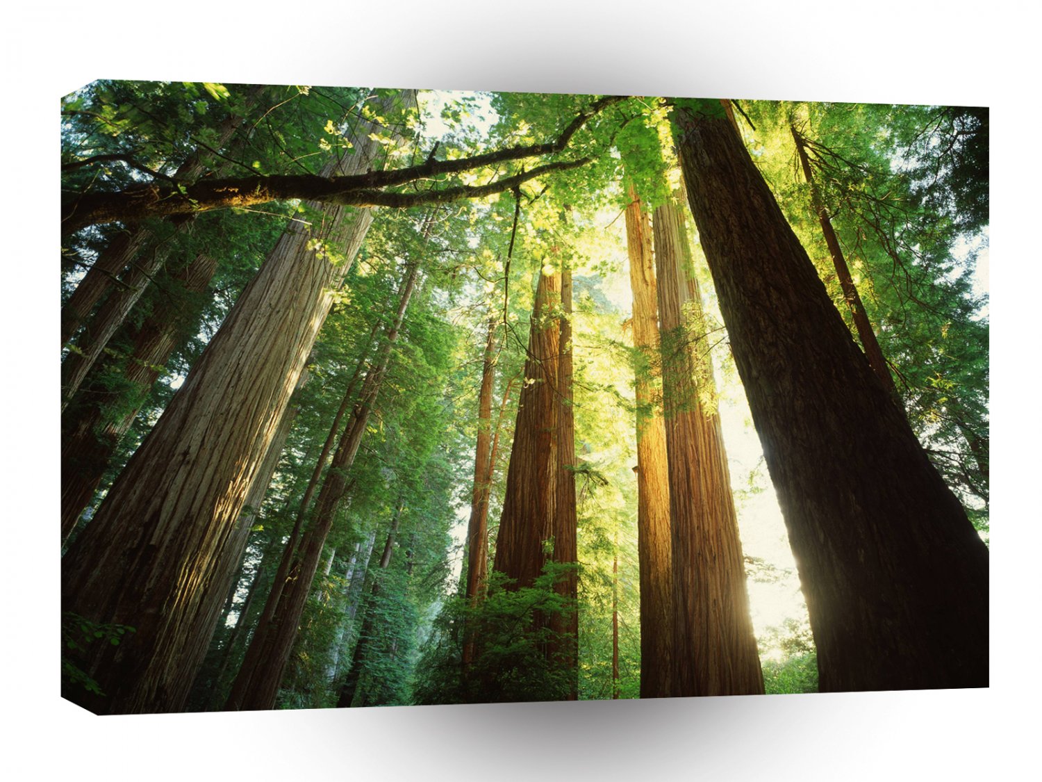 Nature Trees Summer Sunlight A1 XLarge Canvas