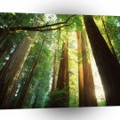 Nature Trees Summer Sunlight A1 XLarge Canvas