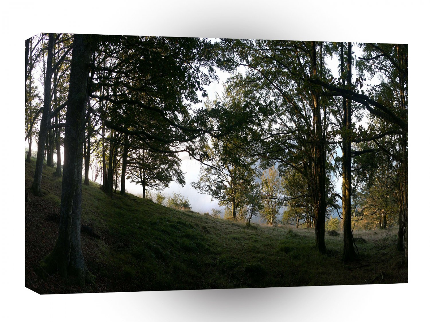 Nature Trees Through The Woods A1 XLarge Canvas