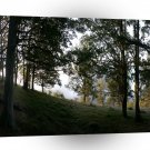 Nature Trees Through The Woods A1 XLarge Canvas