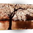 Nature Trees White Night A1 XLarge Canvas