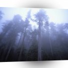Nature Trees Winter Fog A1 XLarge Canvas