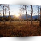 Nature Trees Winter Sun Forest A1 XLarge Canvas