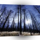 Nature Trees Winter Sunny Morning A1 XLarge Canvas
