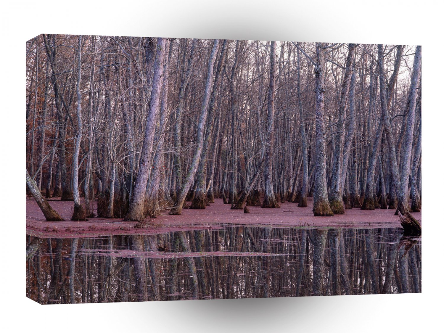 Nature Trees Winter Swamp A1 XLarge Canvas