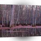 Nature Trees Winter Swamp A1 XLarge Canvas