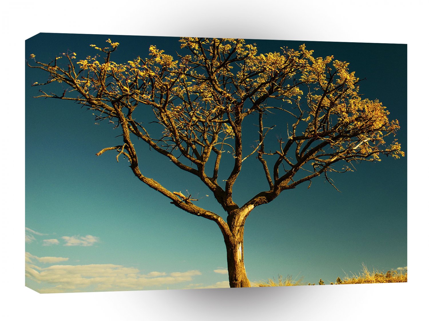 Nature Trees Yellow Bark A1 XLarge Canvas