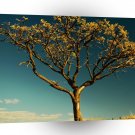 Nature Trees Yellow Bark A1 XLarge Canvas