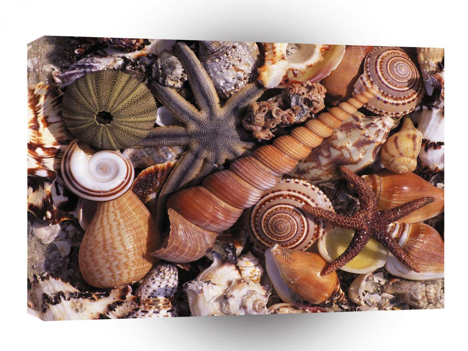 Nature Water Assorted Shells Beach A1 XLarge Canvas