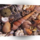 Nature Water Assorted Shells Beach A1 XLarge Canvas