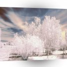 Nature Winter Cold Parkland A1 XLarge Canvas