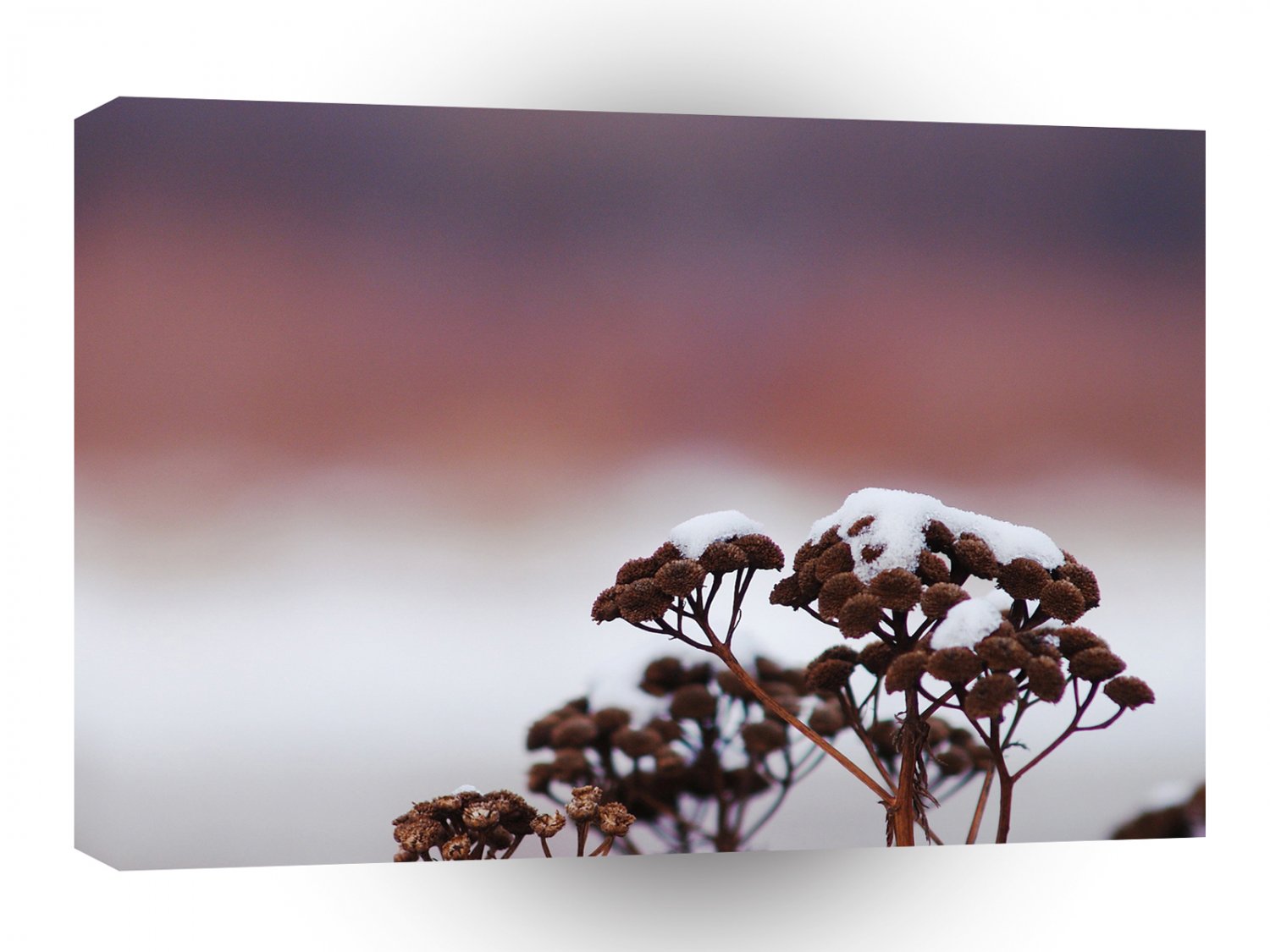 Nature Winter Light Covering A1 XLarge Canvas