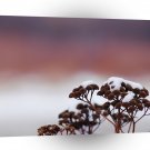 Nature Winter Light Covering A1 XLarge Canvas