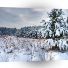 Nature Winter New Plantation A1 XLarge Canvas