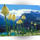Park Beargrass Grinnell Lake Glacier Montana A1 XLarge Canvas