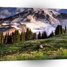 Park Blooming Wildflowers Rainier A1 XLarge Canvas