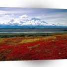Park Brilliant Colors Of Denali Alaska A1 XLarge Canvas
