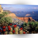 Park Claret Cup Cactus Grand Canyon A1 XLarge Canvas
