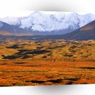 Park Denali Alaska A1 XLarge Canvas