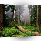 Park Fallen Nurse Log Redwood California A1 XLarge Canvas