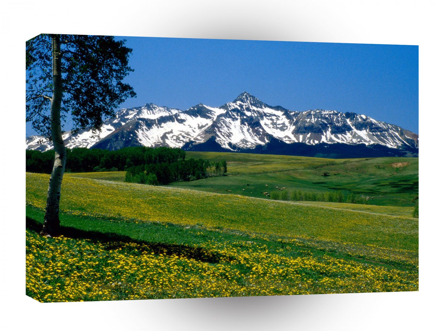Park Full Bloom San Juan Ains Colorado A1 XLarge Canvas