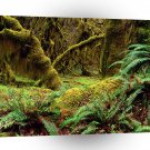 Park Hall Of Mosses Trail Olympic A1 XLarge Canvas