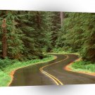 Park Lush Winding Road Olympic A1 XLarge Canvas