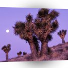 Park Moonrise Joshua Trees Death Valley California A1 XLarge Canvas