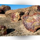 Park Petrified Forest A1 XLarge Canvas