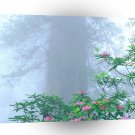 Park Rhododendron Redwood California A1 XLarge Canvas