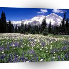 Park Seasonal Beauty Rainier A1 XLarge Canvas