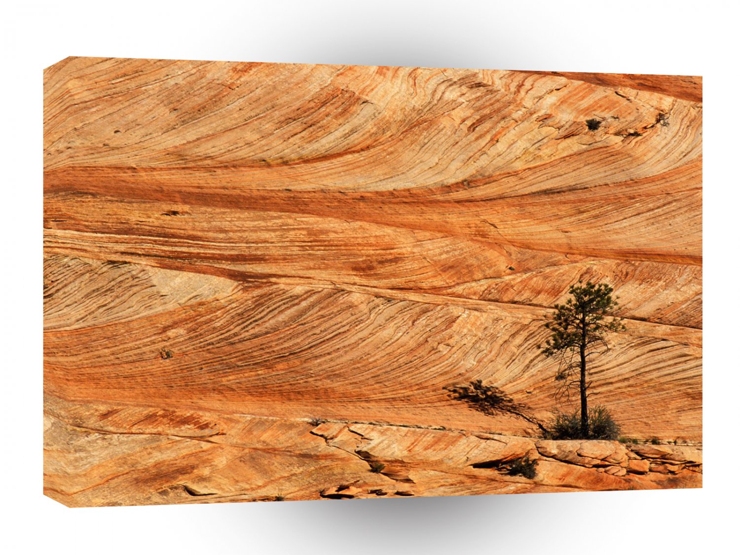 Park Single Tree On Sandstone Formation Zion Utah A1 XLarge Canvas