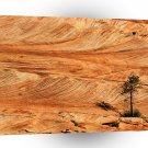 Park Single Tree On Sandstone Formation Zion Utah A1 XLarge Canvas