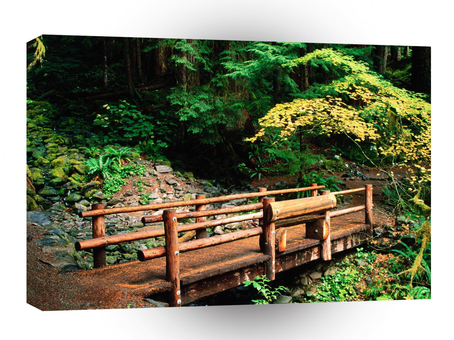 Park Sol Duc Falls Trail Olympic A1 XLarge Canvas