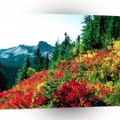 Park Subalpine Meadows At Paradise Mt Rainier A1 XLarge Canvas