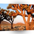 Park Sunrise Joshua Tree Monument California A1 XLarge Canvas