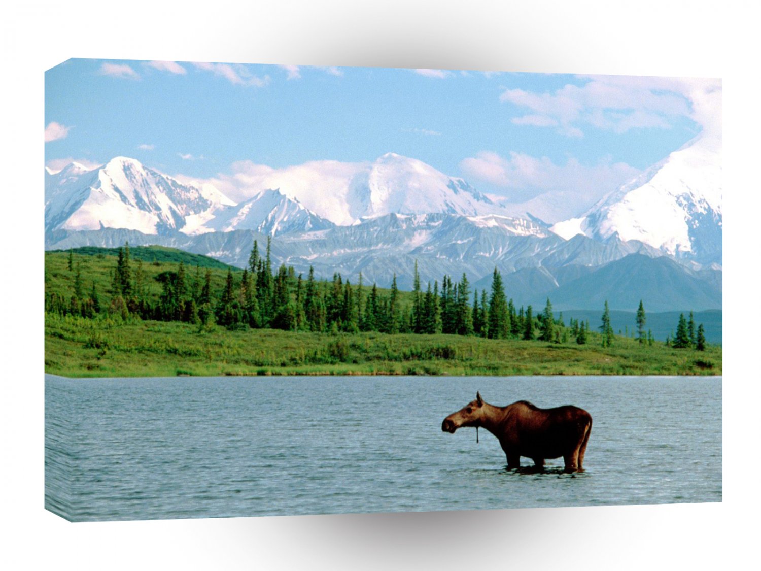 Park The Moose The Ain Denali Alaska A1 XLarge Canvas