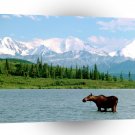 Park The Moose The Ain Denali Alaska A1 XLarge Canvas