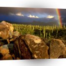 Rainbow Hohokam Petroglyphs Saguaro Arizona A1 XLarge Canvas