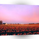 Rainbow Skagit Valley Tulip Fields A1 XLarge Canvas