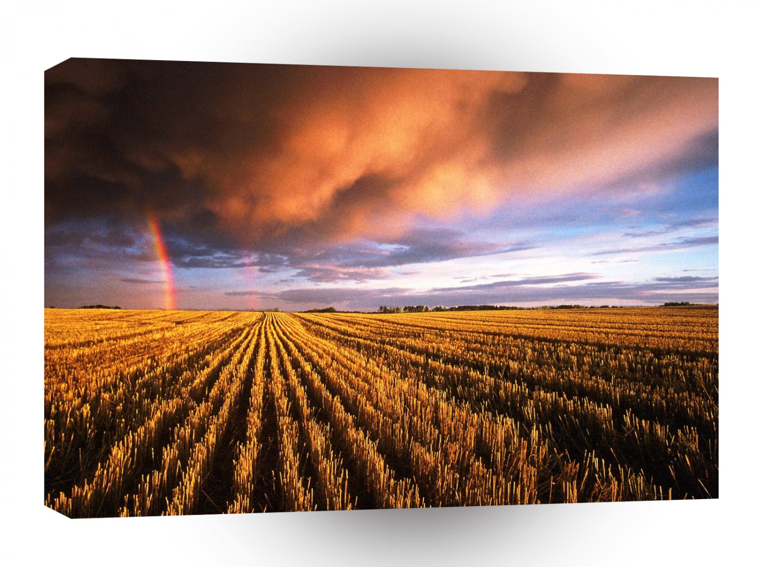 Rainbow Stubble Field Saskatchewan Canada A1 XLarge Canvas